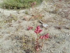Rumex vesicarius