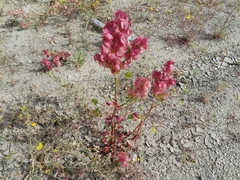 Rumex vesicarius