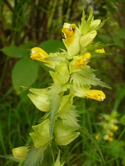 Rhinanthus serotinus aestivalis