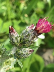 Carduus argentatus