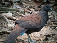 Polyplectron inopinatum