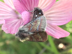 Schinia pulchripennis