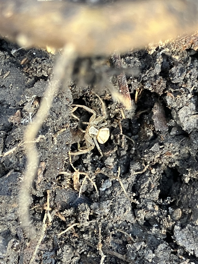 Ground Crab Spiders from 129th Ave N, Dayton, MN, US on November 19