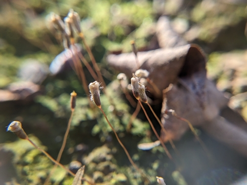 Image of Pogonatum pensilvanicum by (c) Scarlett S., some rights reserved (CC BY)