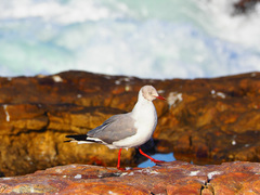 Chroicocephalus cirrocephalus poiocephalus