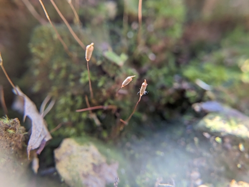 Image of Pogonatum pensilvanicum by (c) Scarlett S., some rights reserved (CC BY)
