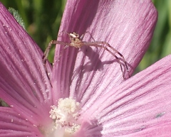 Mecaphesa californica