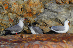 Chroicocephalus cirrocephalus poiocephalus