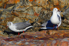 Chroicocephalus cirrocephalus poiocephalus