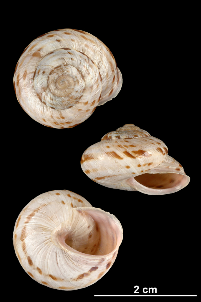 Macularia niciensis niciensis