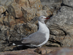 Chroicocephalus cirrocephalus poiocephalus