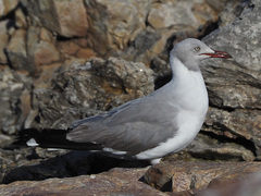 Chroicocephalus cirrocephalus poiocephalus