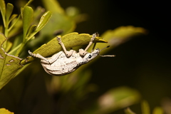 Elytrocallus montrouzieri