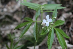 Cardamine heptaphylla