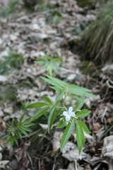 Cardamine heptaphylla