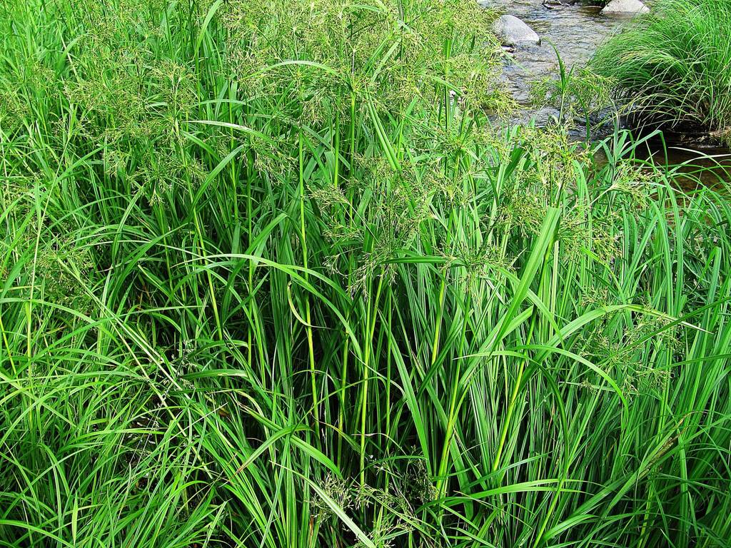 Scirpus orientalis