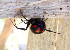 Latrodectus tredecimguttatus