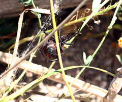 Latrodectus tredecimguttatus