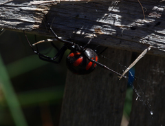 Latrodectus tredecimguttatus