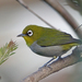 White-eyes, Yuhinas, and Allies - Photo (c) Nigel Voaden, some rights reserved (CC BY)