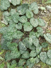 Cyclamen