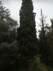 Cupressaceae