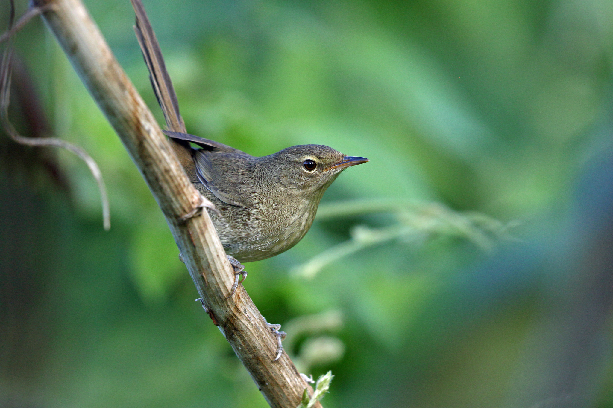 Madagascar Swamp Warbler illustration