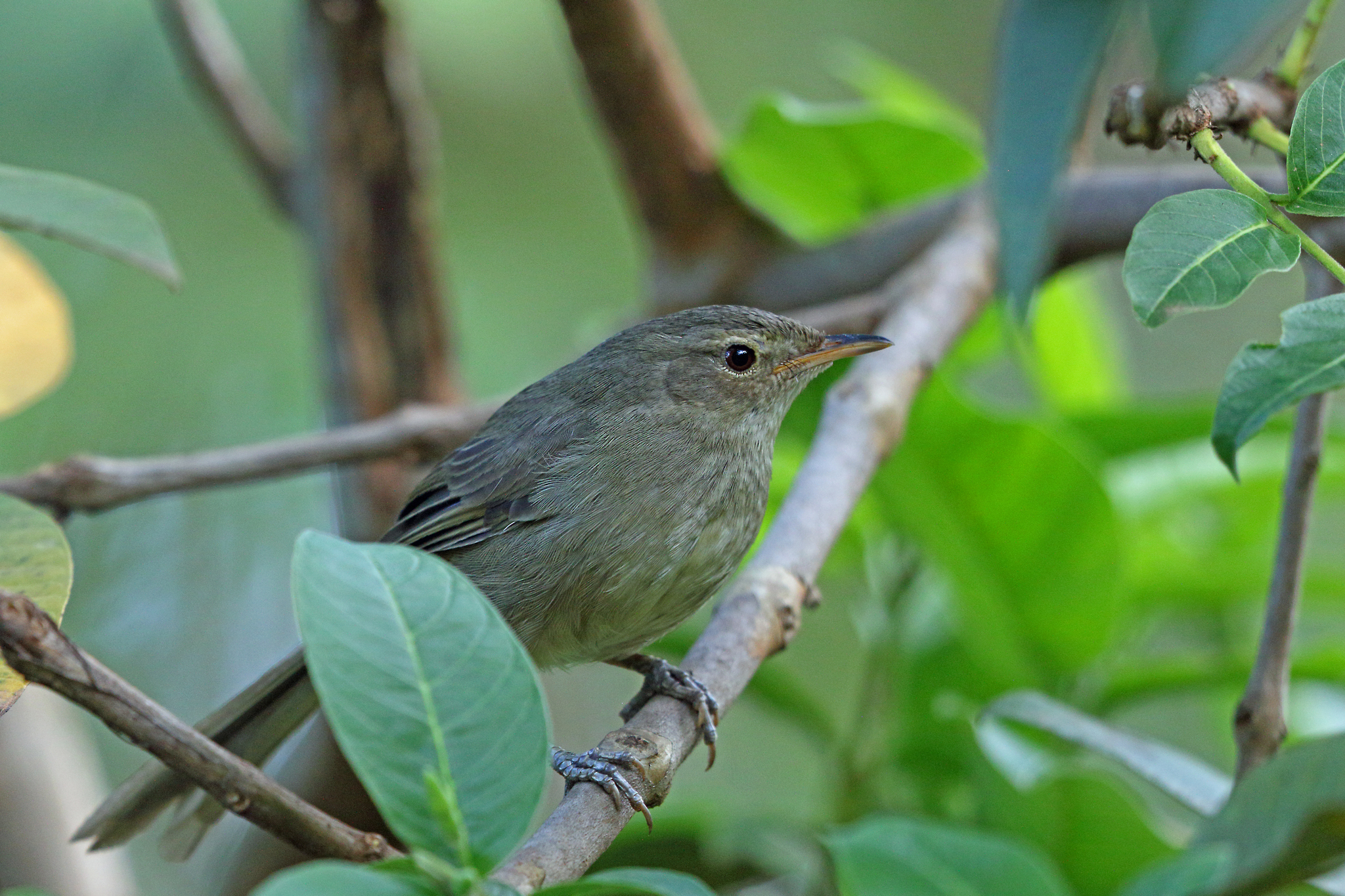 Malagasy Brush-Warbler (Nesillas typica)