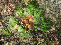 Arctopus monacanthus