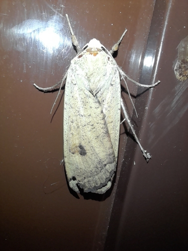 Large Yellow Underwing