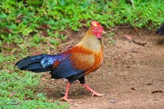 Sri Lanka Junglefowl photo 3