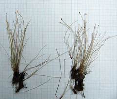 Eleocharis maximowiczii