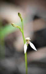 Eriochilus dilatatus