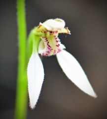Eriochilus dilatatus