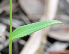 Eriochilus dilatatus