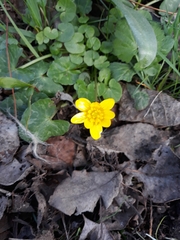 Ficaria verna