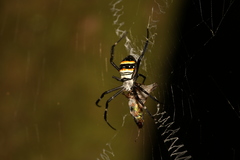 Argiope caledonia