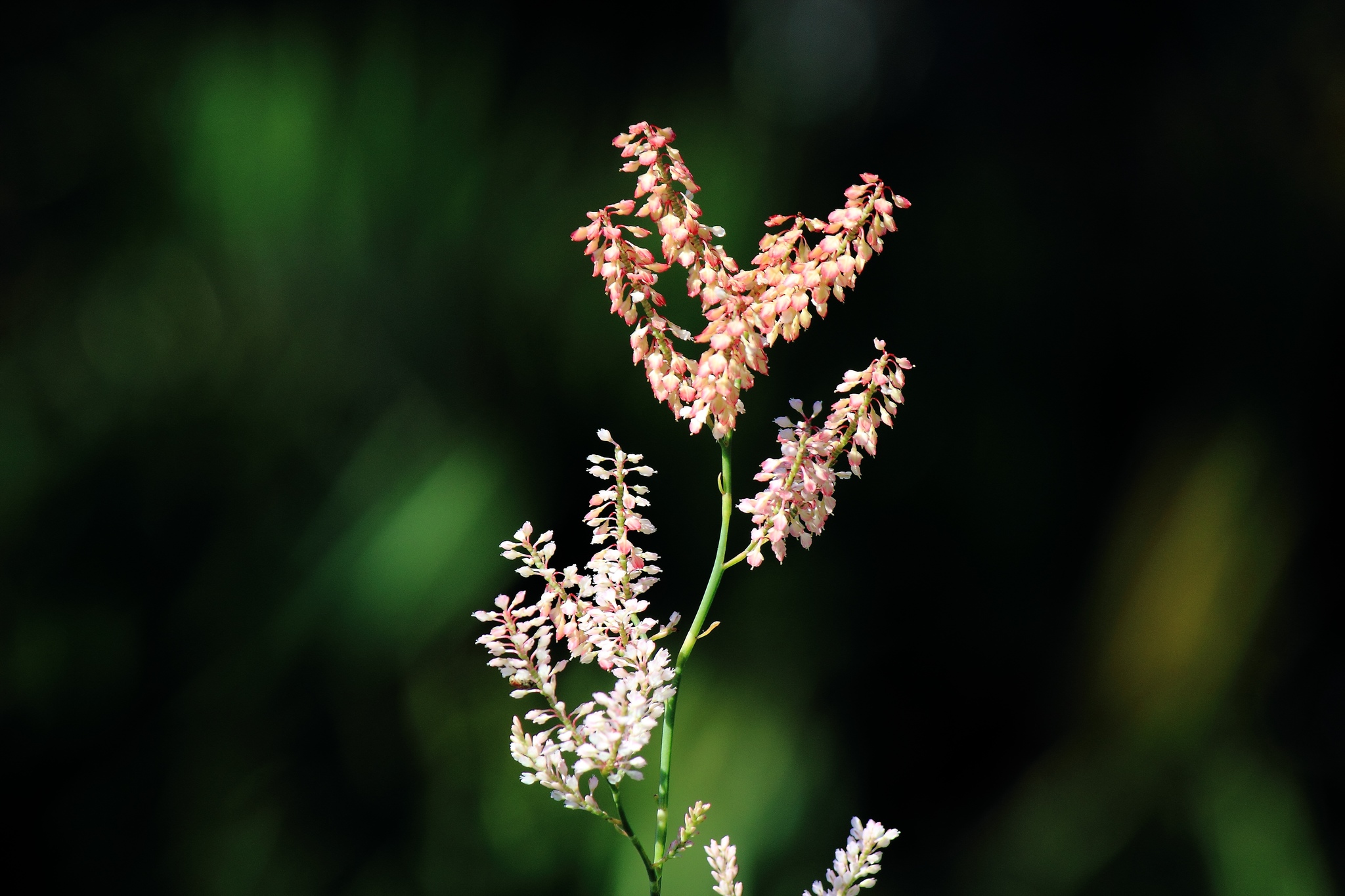 Polygonella macrophylla