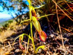 Cryptostylis ovata