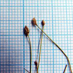 Eleocharis maximowiczii