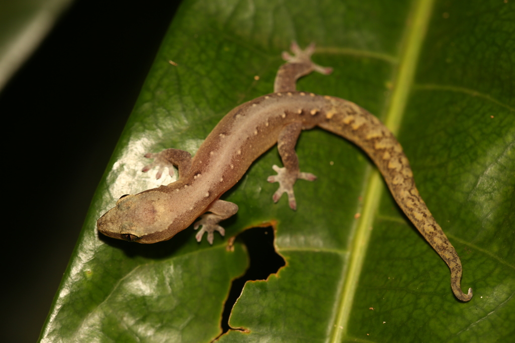 Striped Gekko