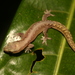 Striped Gekko - Photo (c) Lennart Hudel, some rights reserved (CC BY), uploaded by Lennart Hudel