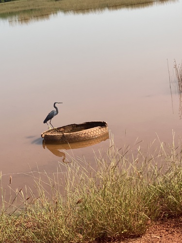 Western Reef Heron