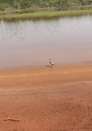 Spur-winged Lapwing