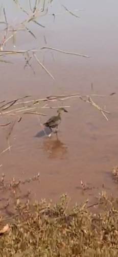 Hamerkop