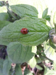 Coccinella septempunctata