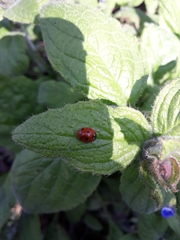 Coccinella septempunctata