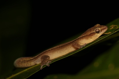 Dierogekko nehoueensis