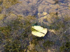 Calopteryx xanthostoma
