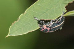 Eudiagogus episcopalis